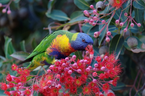 how-to-attract-more-native-birds-to-your-garden-1-million-women