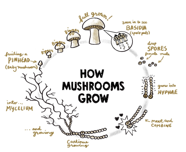 How to grow your own mushrooms | 1 Million Women