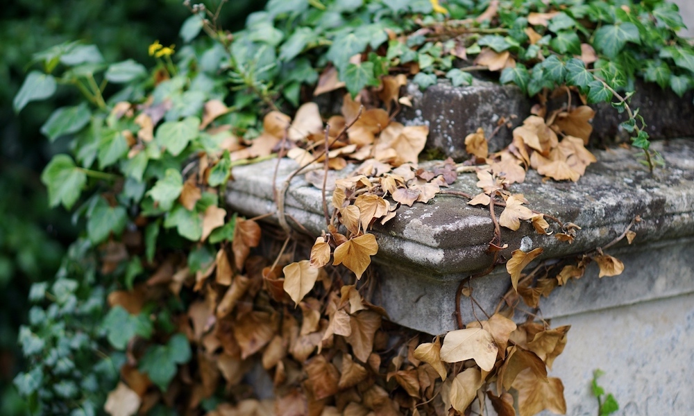 A Sustainable Guide To Death For The Living 1 Million Women