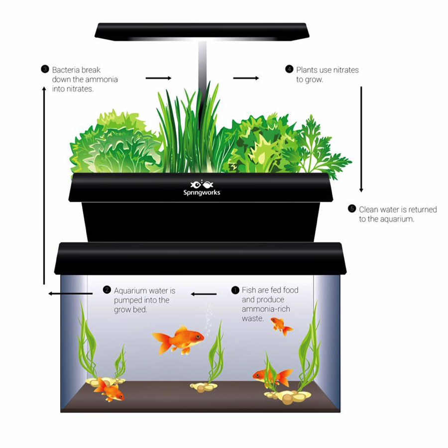 What are aquaponics and why are they so important for the ...