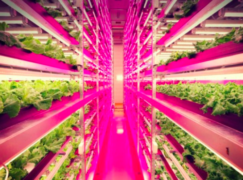 This Japanese farm is 100 times more productive then outdoor farms | 1 ...