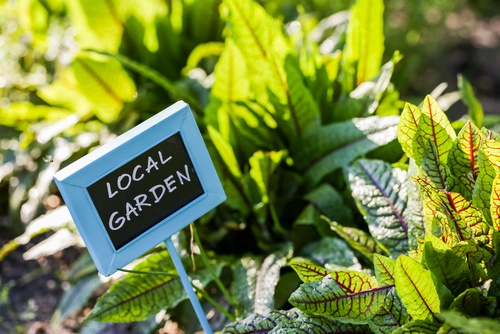 Canberra looks set to join the verge gardening revolution | 1 Million Women