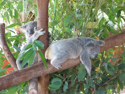 The Future of Koalas Is in Jeopardy • Center for Animal Law Studies • Lewis  & Clark