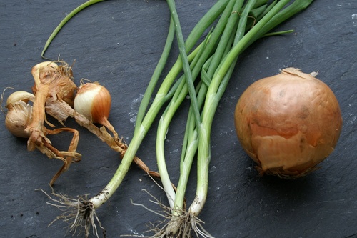 How to Store Onions, Garlic, & Shallots