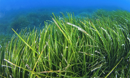 Meet the world’s largest plant: a single seagrass clone stretching 180 ...