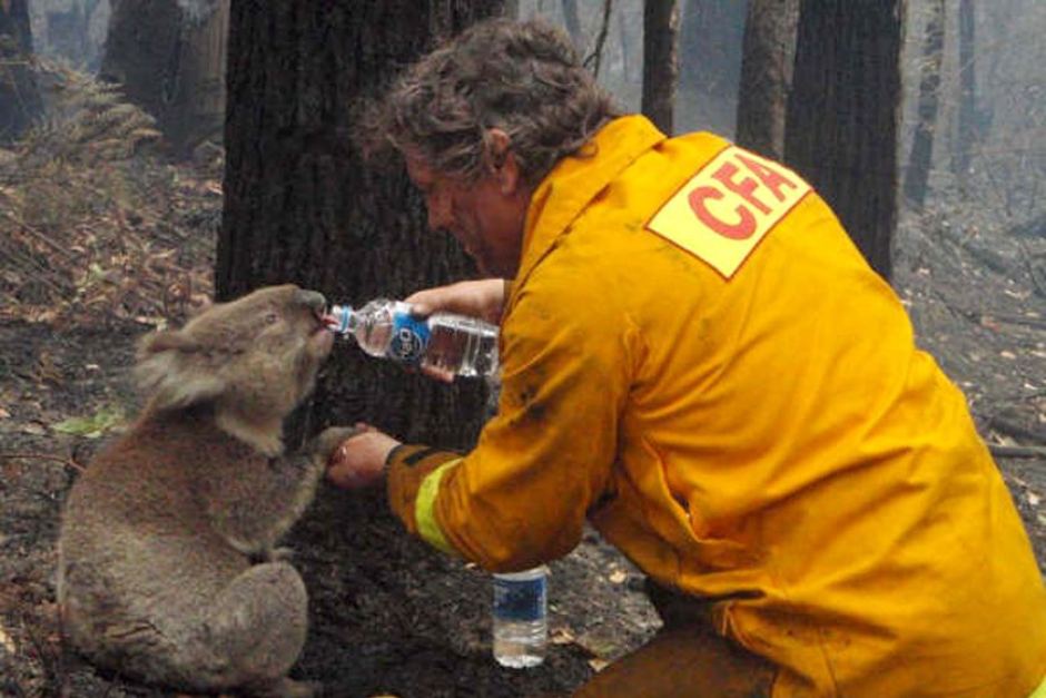 The Future of Koalas Is in Jeopardy • Center for Animal Law Studies • Lewis  & Clark