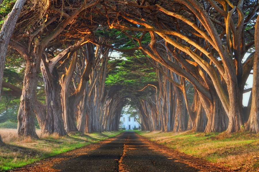 [IN IMAGES] The most beautiful trees in the world | 1 Million Women