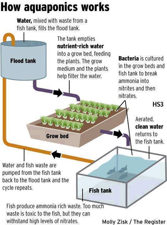 how the hell does aquaponics work? 1 million women