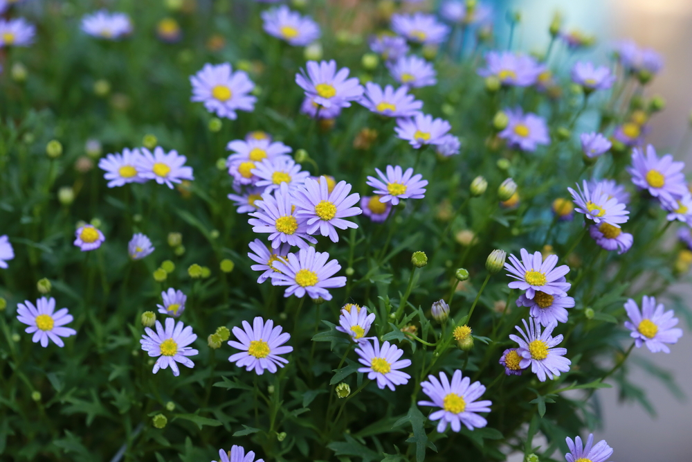 Top Ten Flowers to Plant in Your Garden to Attract Native ...