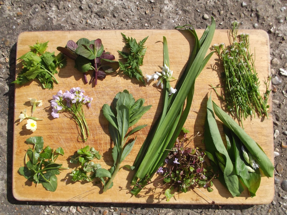 10 Guidelines For Foraging Food | 1 Million Women