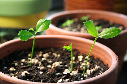 how to grow lemon tree from seed at home