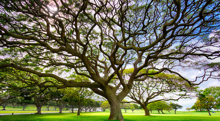 Bios Urn Adds New Meaning To The Term, 'Afterlife' | 1 Million Women