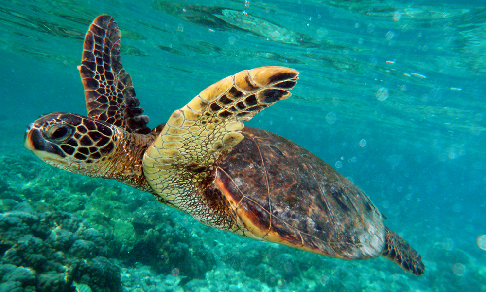 Help protect the Reef this World Turtle Day! | 1 Million Women