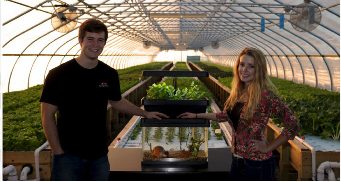 what are aquaponics and why are they so important for the