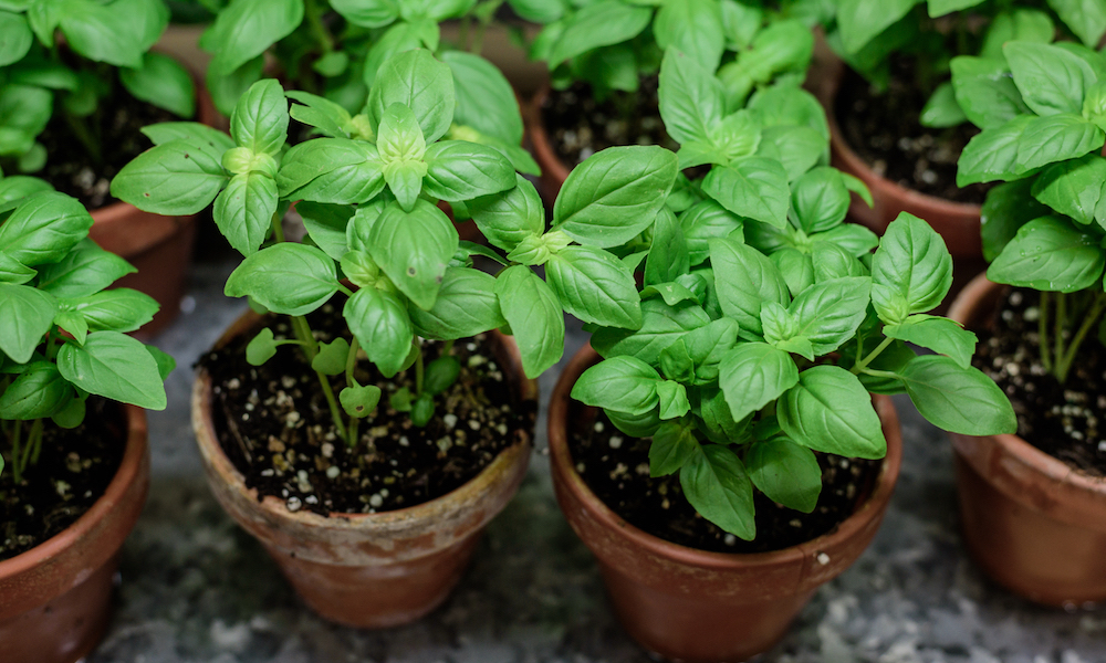 Can you plant parsley and oregano together information