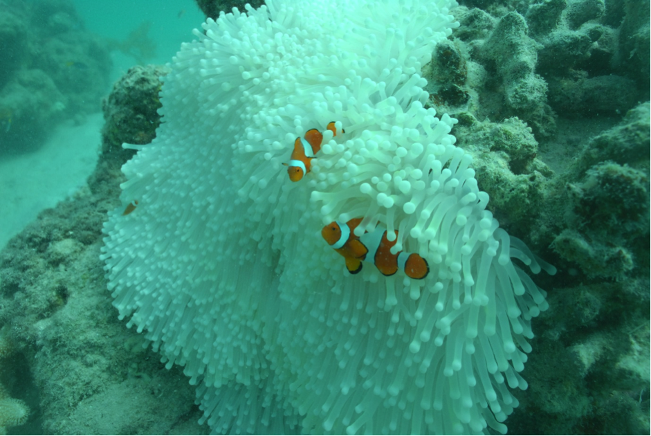 Explained Why Is Everyone Talking About Coral Bleaching -3041