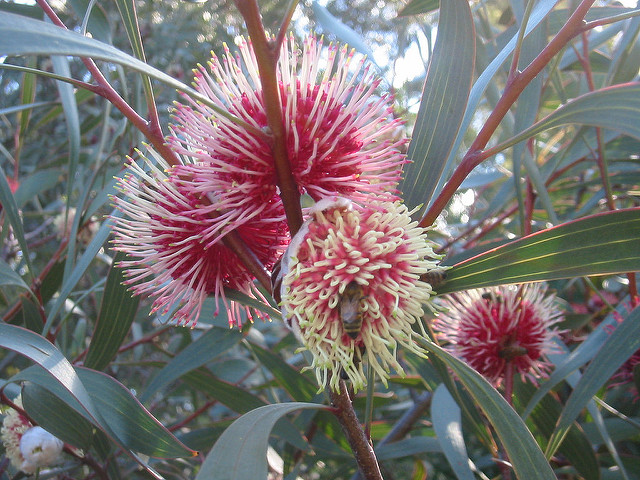 Top Ten Flowers To Plant In Your Garden To Attract Native Australian Bees 1 Million Women