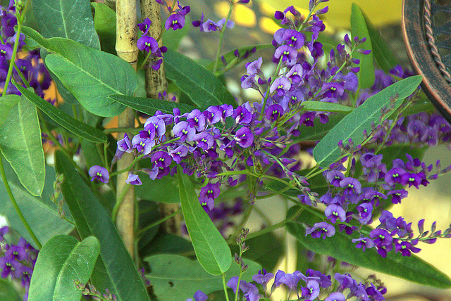 Top Ten Flowers To Plant In Your Garden To Attract Native Australian Bees 1 Million Women