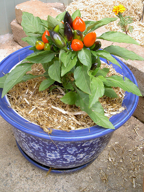 How To Grow Your Own Chillies At Home Million Women