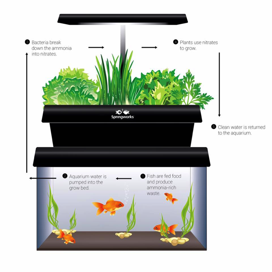 aquaponic examples - aquaponic