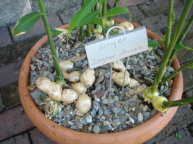 How to grow your own ginger at home 