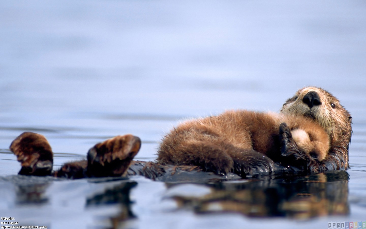 [IN PICTURES] 25 of the cutest parenting moments in the animal kingdom