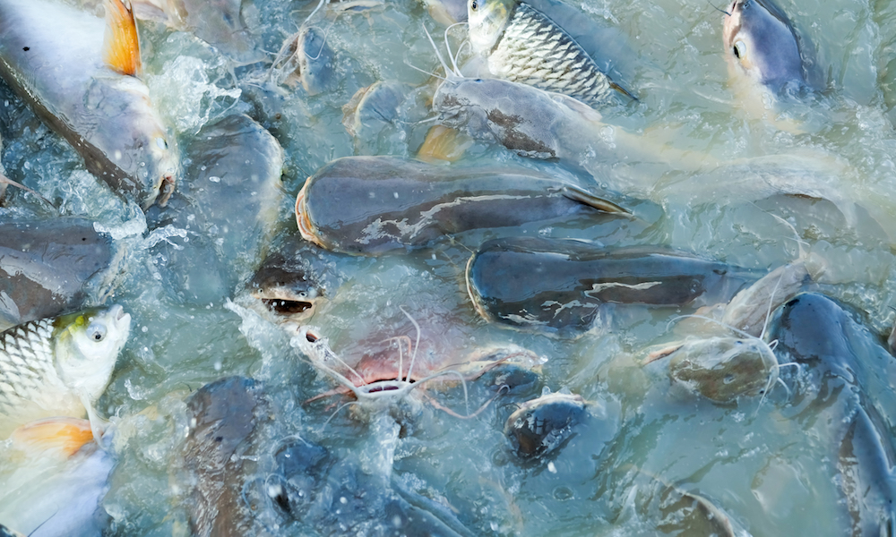 Ogun Govt. calls for cooperation among fish farmers | Prompt News