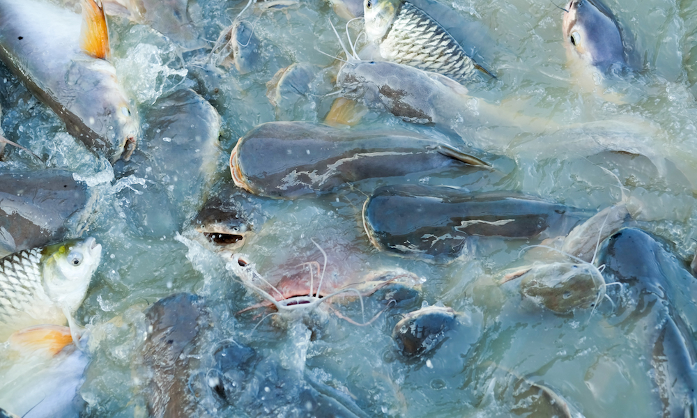 Is Fish Farming A Solution To Overfishing 1 Million Women