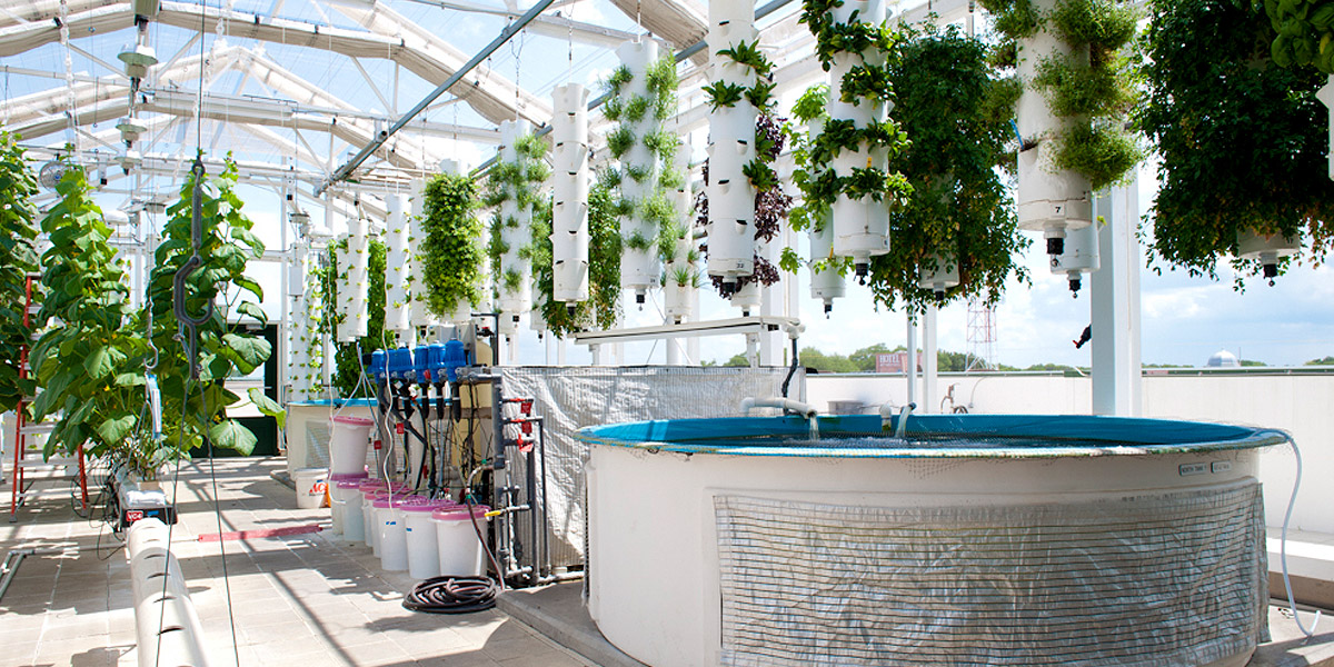 how the hell does aquaponics work? 1 million women