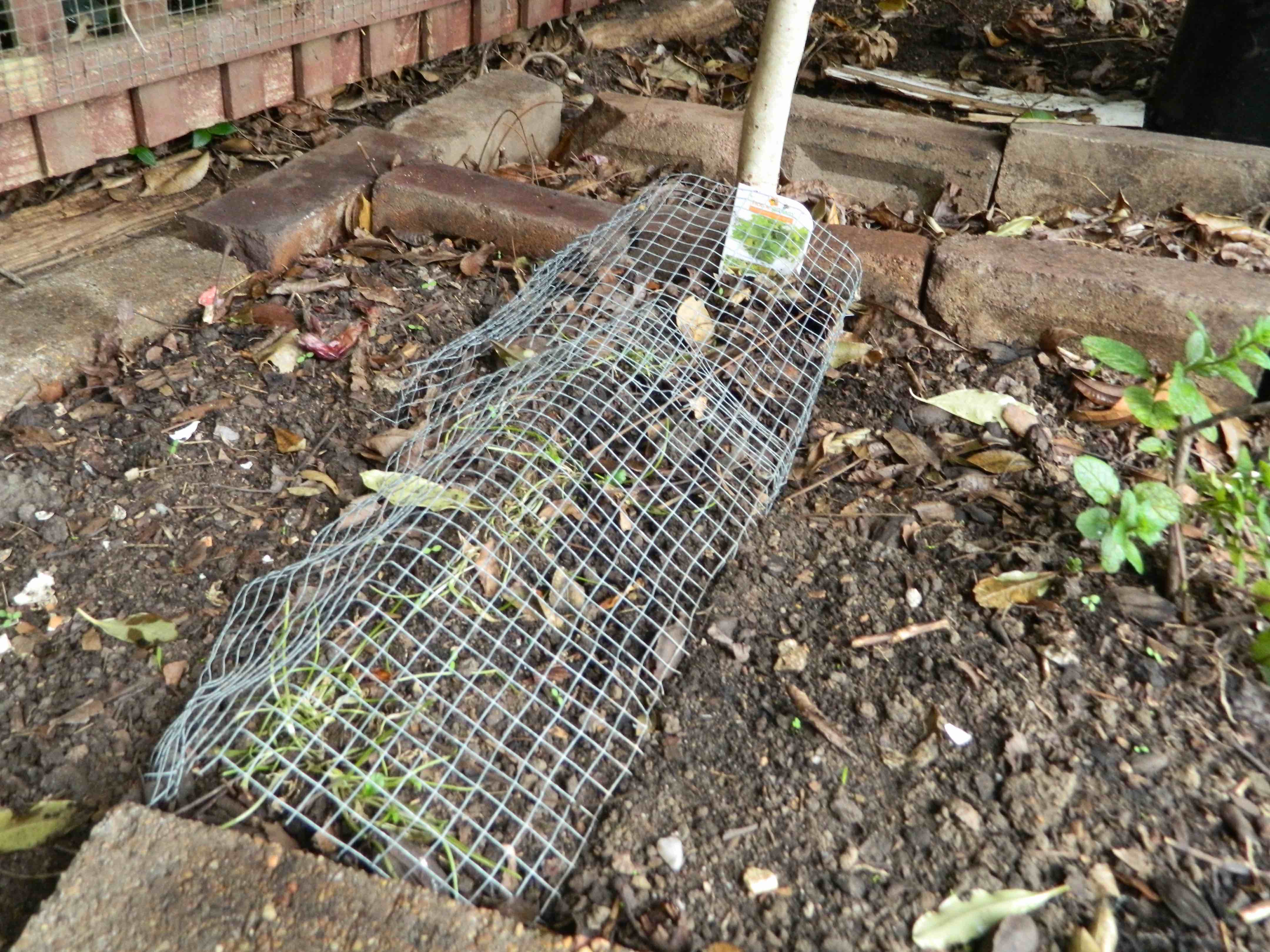 [DIY] Protect your plants with this easy possum shield! 1 Million Women