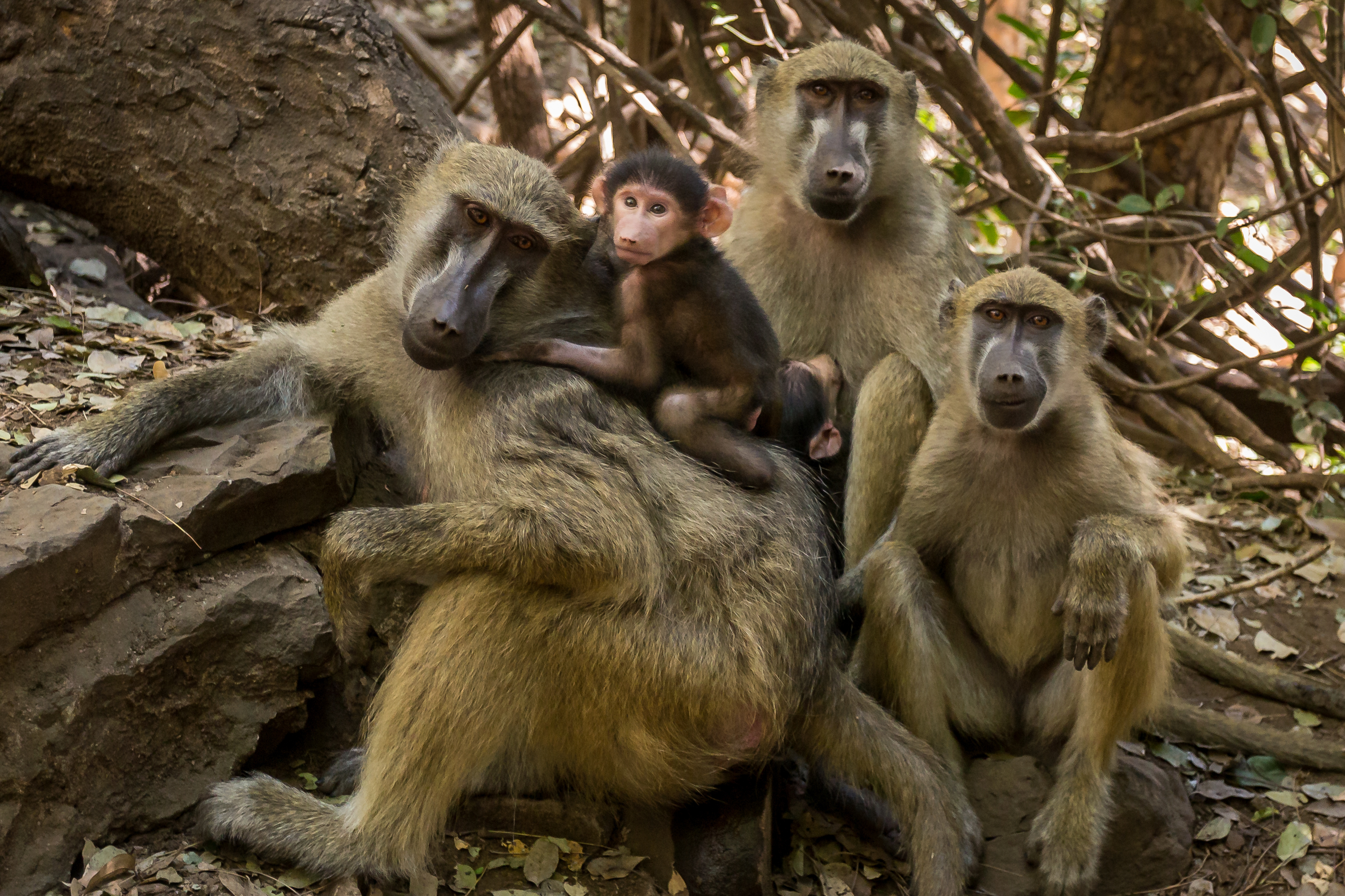 Humans have wiped out half of all animal species in the last 40 years ...