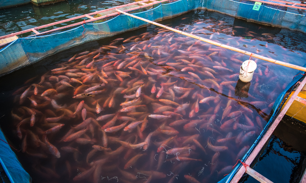 Is Fish Farming A Solution To Overfishing? | 1 Million Women
