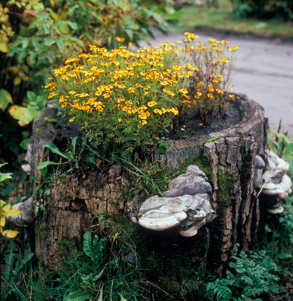 [DIY IDEA] Transform your tree stumps into natural flower