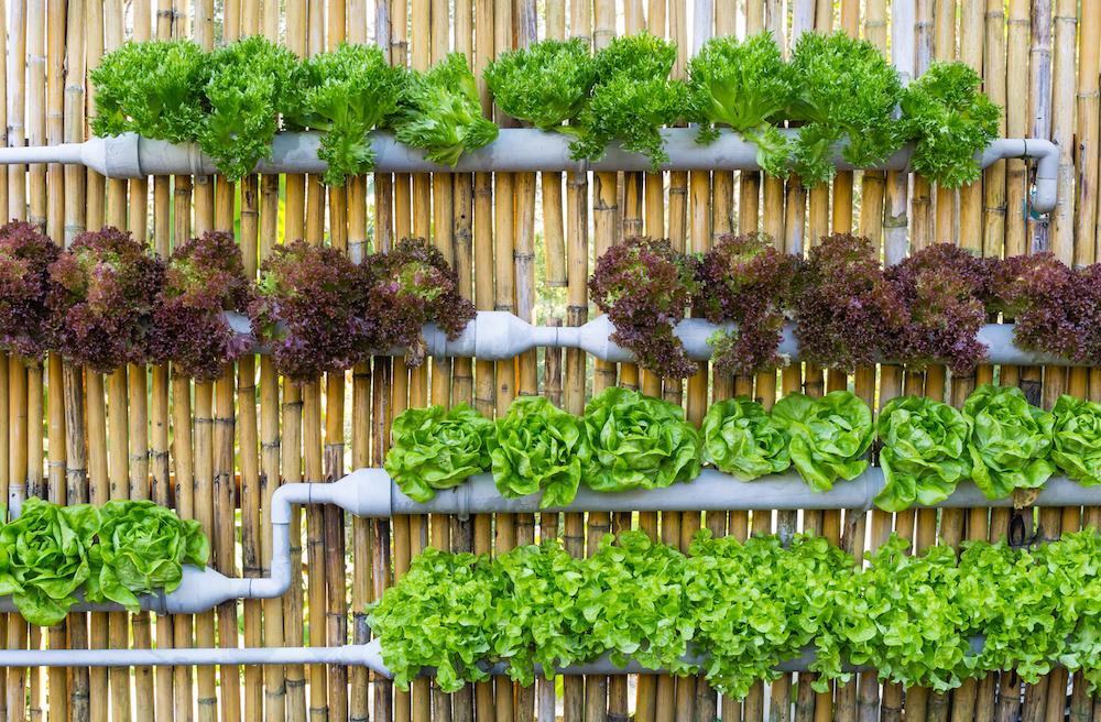 5 Edible Urban Garden Ideas | 1 Million Women